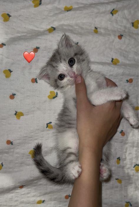 Шотландский котёнок (веслоухий)