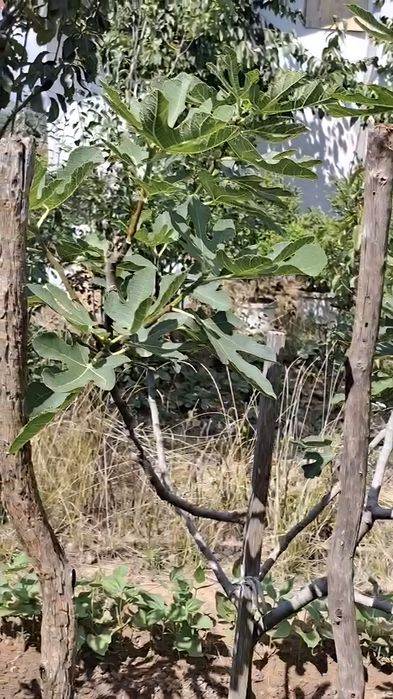 smochini de vânzare