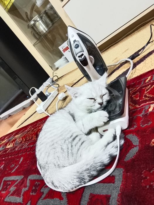 Кошка британская парода