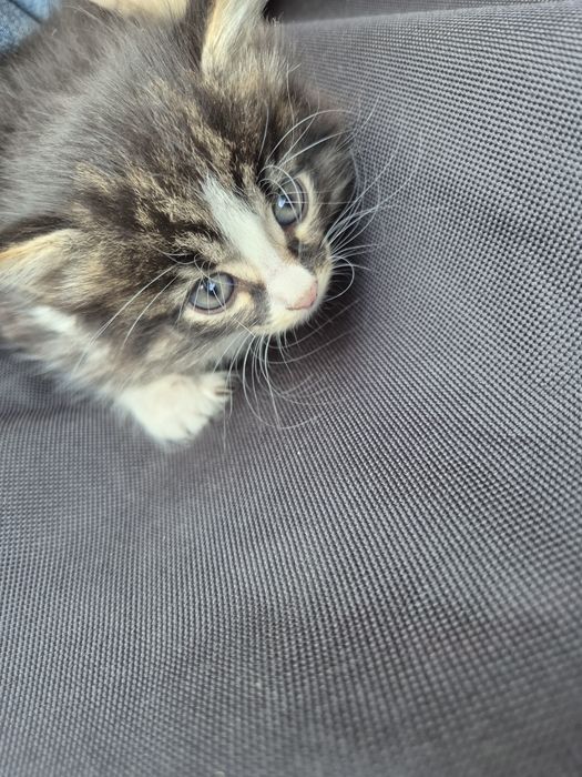Котенок ищет дом