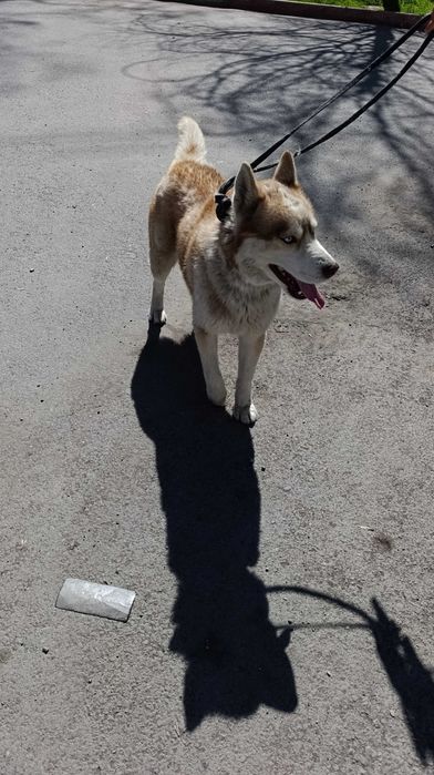 Собака  хаски ...