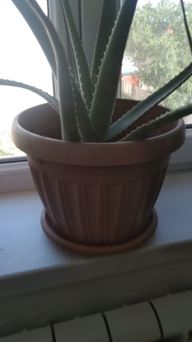 Алоэ вера Комнатный цветок