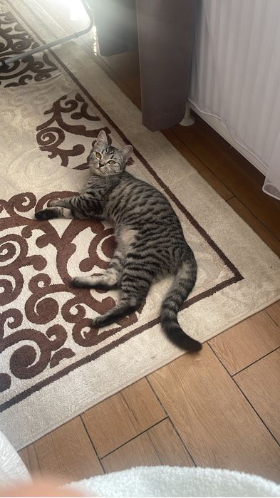 Кошка домашняя шатландская