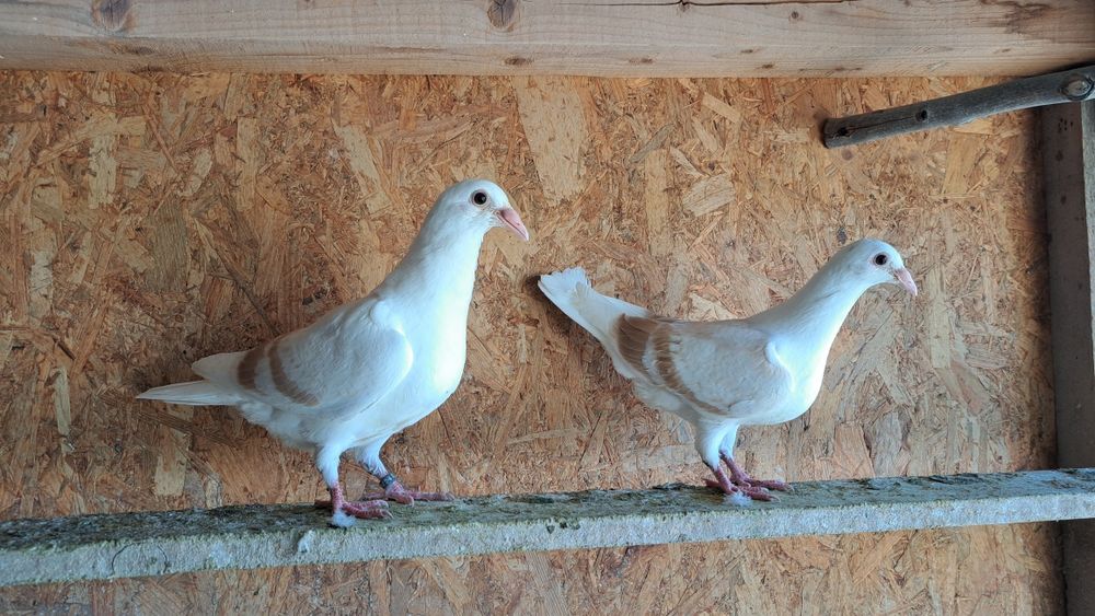 Porumbei voiajori  / Cucuruzi