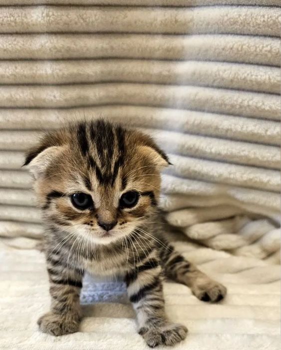 Шикарные котята, мальчики и девочки 1.5 мес