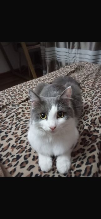 отдам котов в хорошие руки