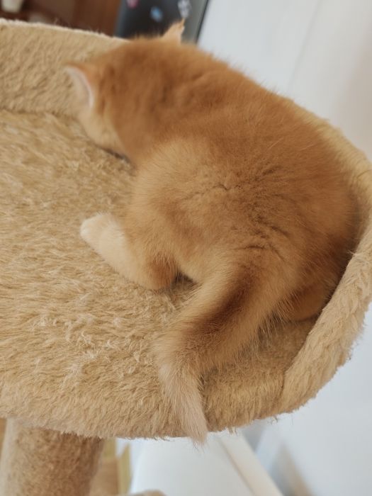 Котенца Британчета