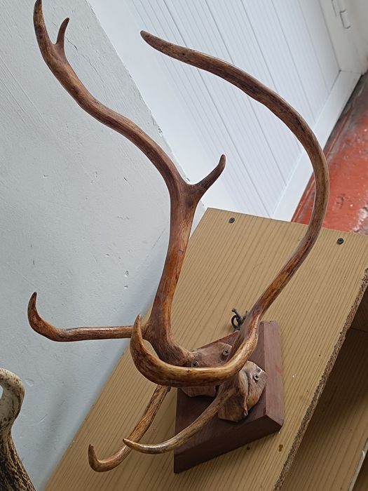 Продается рог натуралны