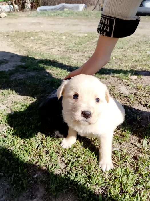 Отдам щенков в хорошие руки