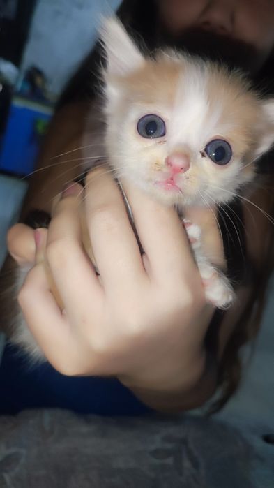 Котята, отдам даром