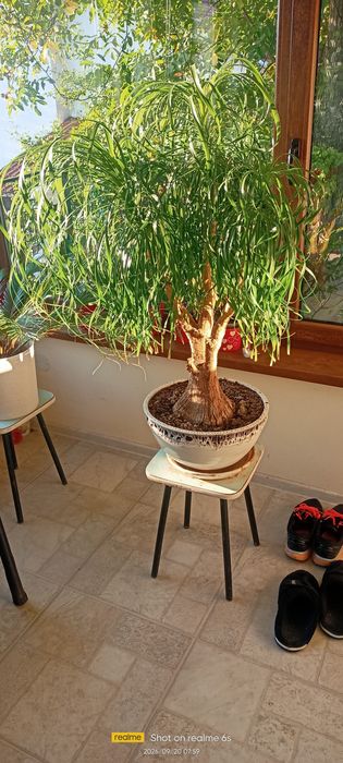 Бокарнея (познато още като Нолина или Beaucarnea recurvata).