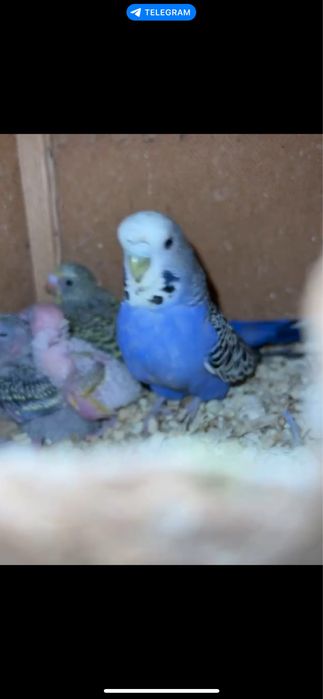 valnistila sotiladi tayyor parla