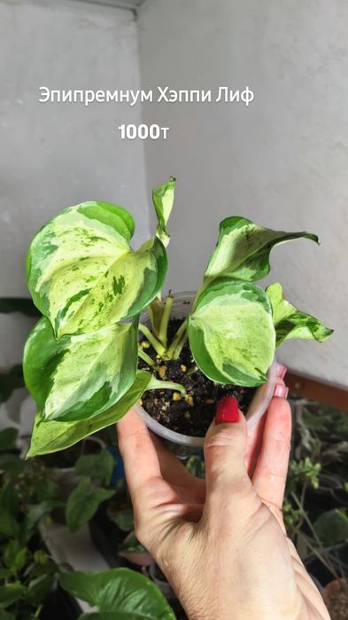 Комнатные растения