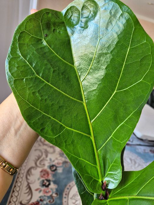 Комнатные цветы недорого