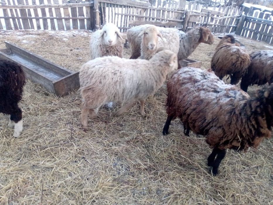 Продам баран 10 головы