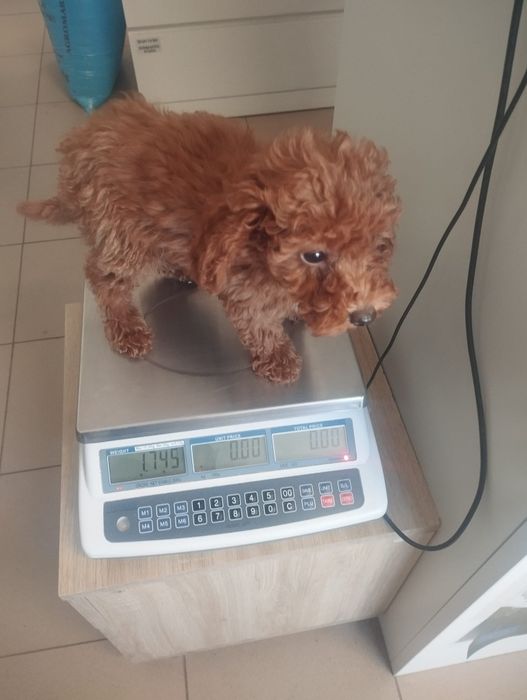 Fetiță pudel cu pedigree caută altă casă