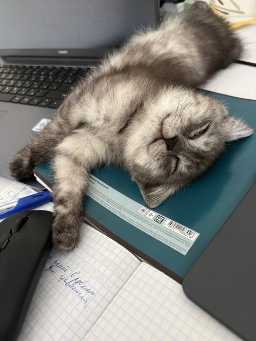Отдам котенка бесплатно