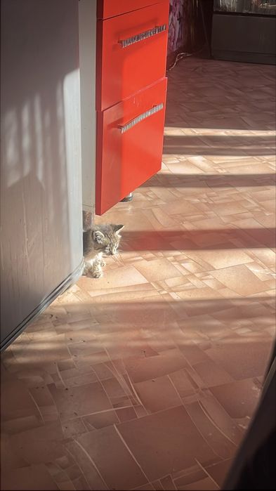 Котенок в добрые руки