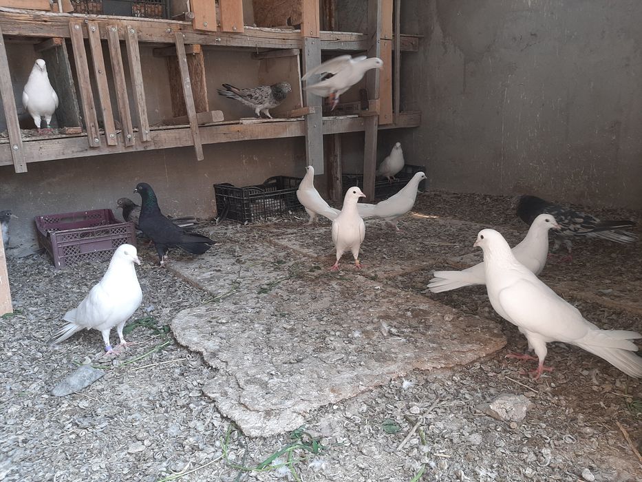 Широкохвостые Голубий продаётся