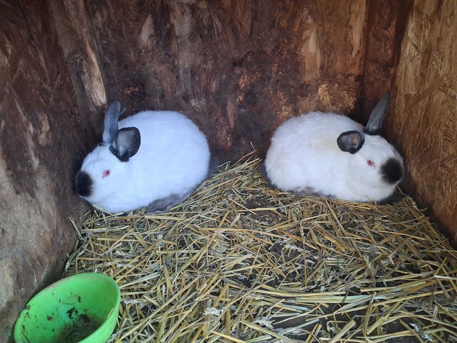 Californian pui si maturi