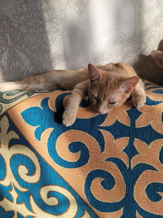 Бесплатно отдам котики