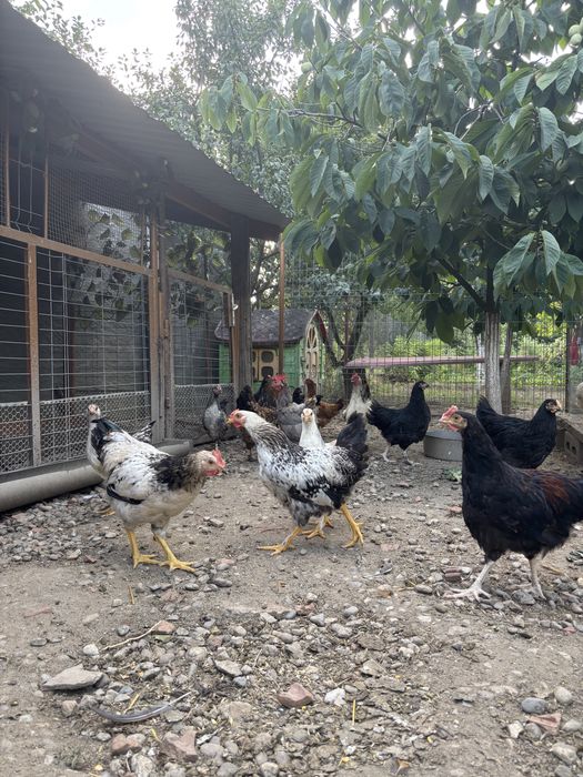 Cocosei rasa mixta de 3luni