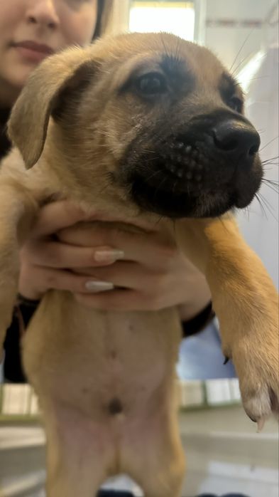 Donez Puii de cațel