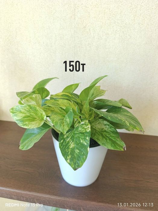 Домашние комнатные цветы здоровые ухоженные