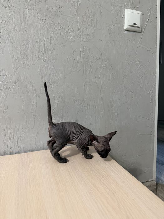 Котенок канадский сфинкс
