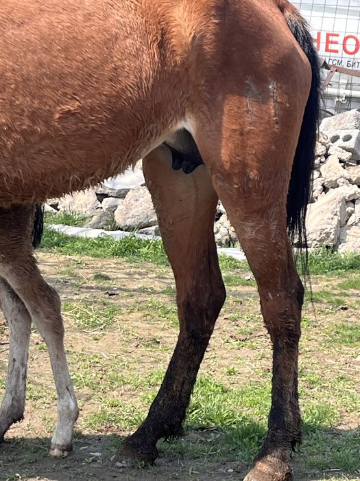 Құлынды бие сатылады