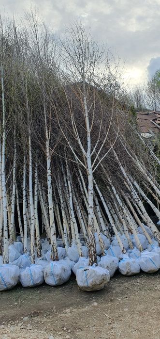 Mesteacăn Tei platani
