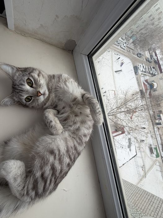 Британская кошка