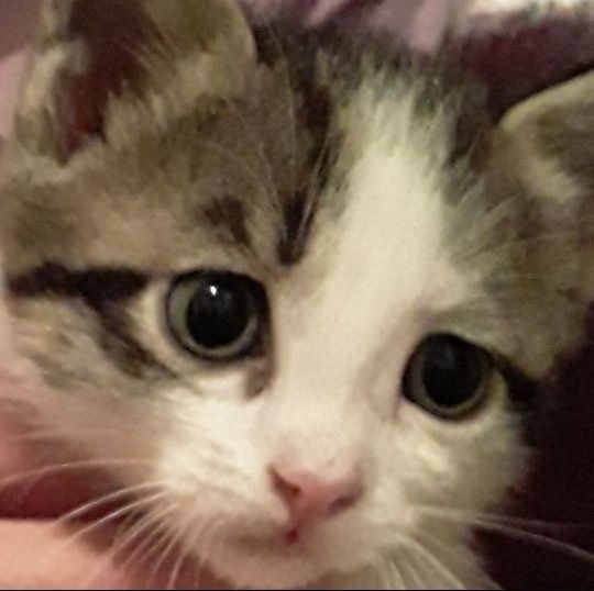 Потерялся котёнок