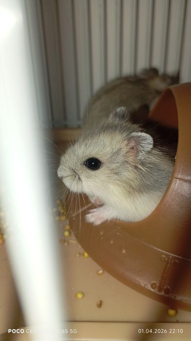 Продам хомячков 2 самки