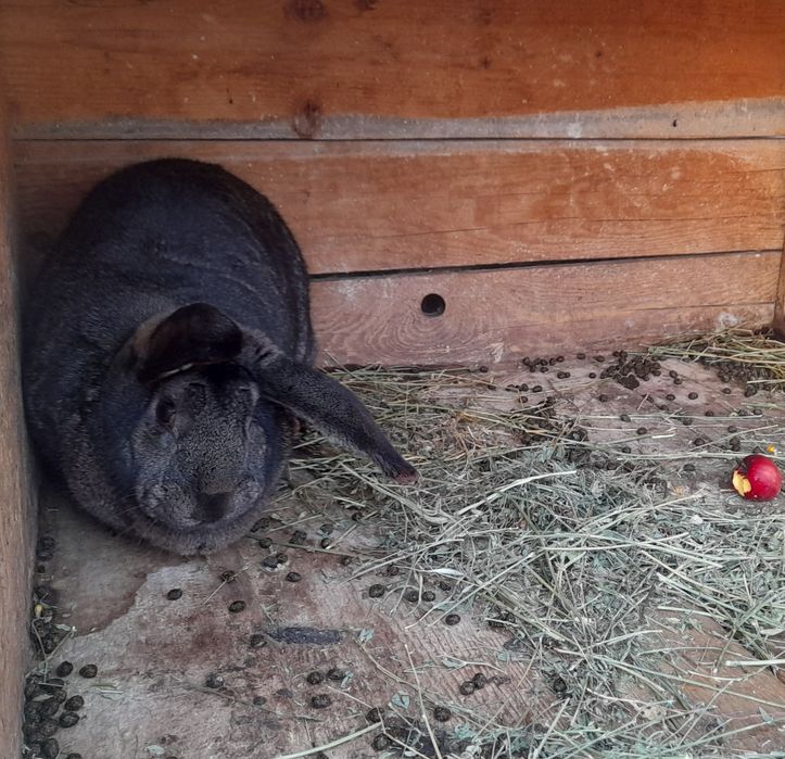 Vând iepuri mari 200 lei bucata