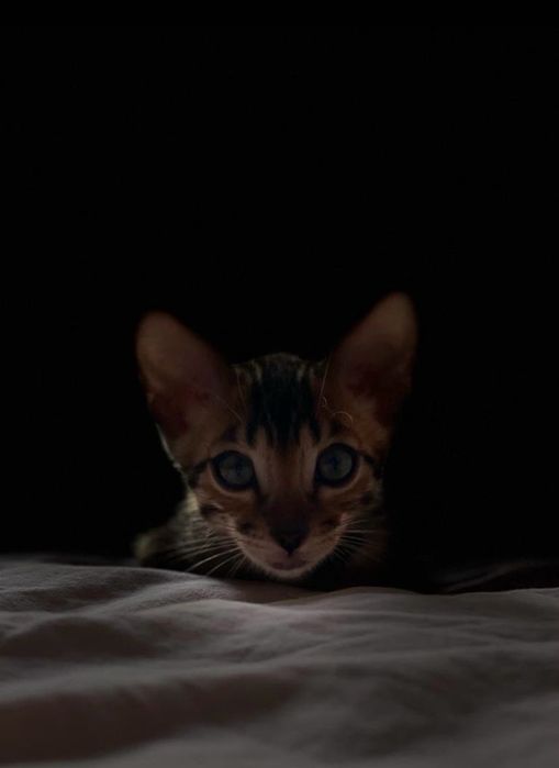 Бенгальские котята