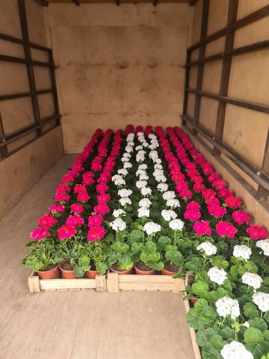 Xar xil turdagi gullarimiz sotiladi