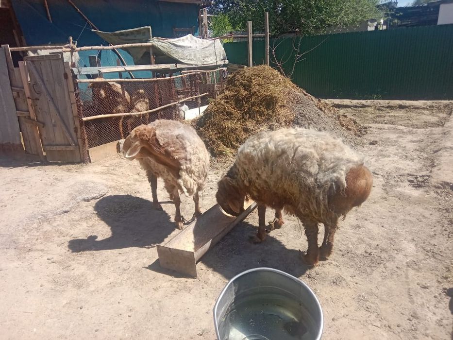 Продам баранов на откорме