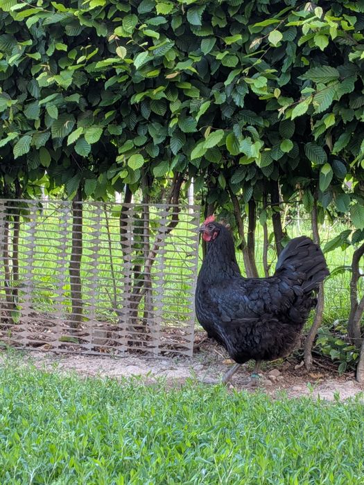Familie Australorp negru
