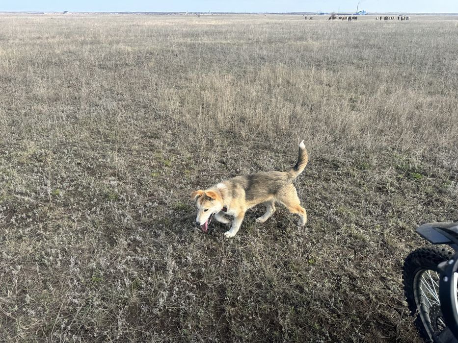 Даром, в добрые руки щенка лайки 5 мес