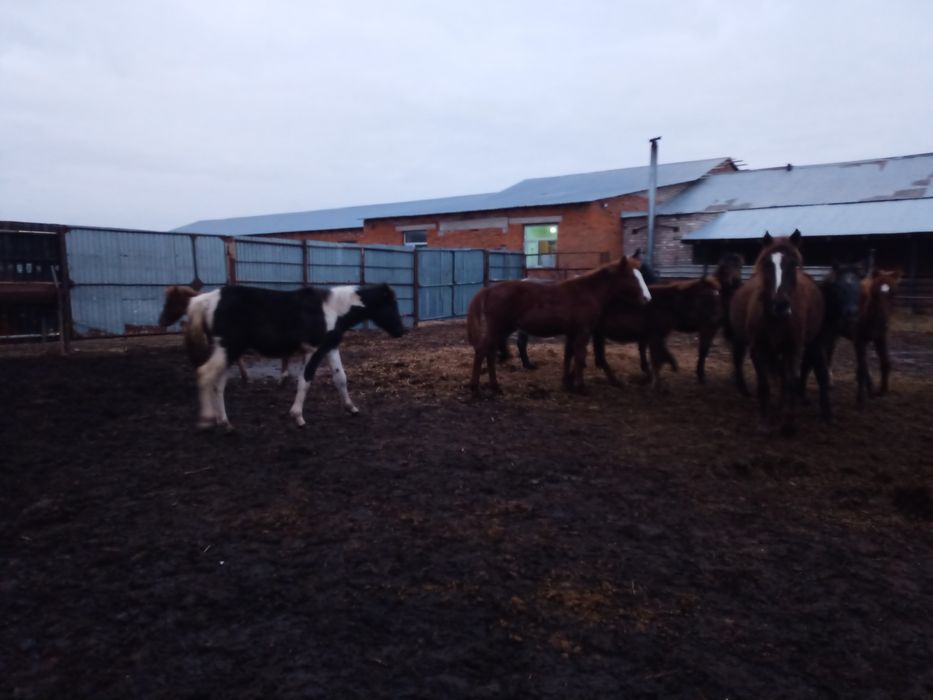 Продам , жеребят