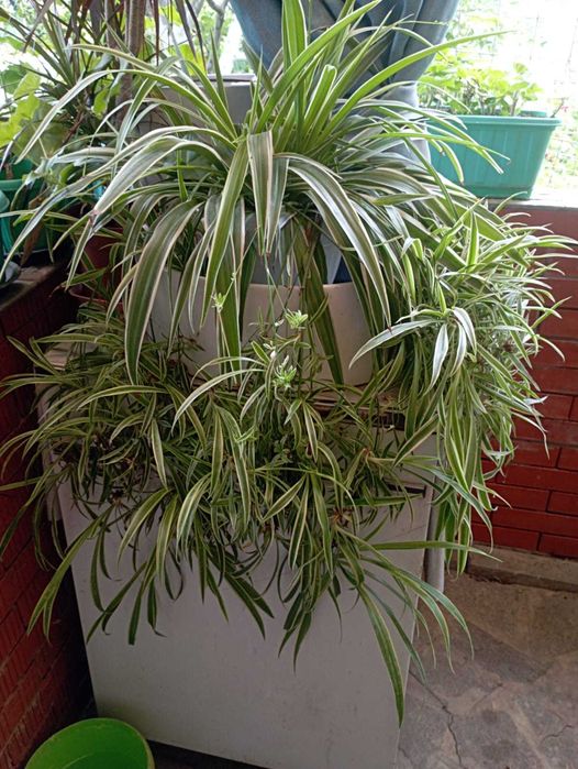 Садовые и комнатные растения!