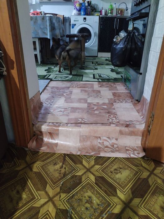 Щенок в хорошие руки