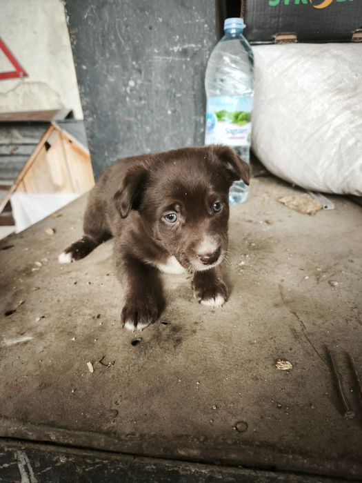 Подарявам кученца