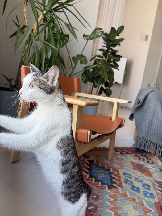 Котенок ЛАЙМА. 8 месяцев