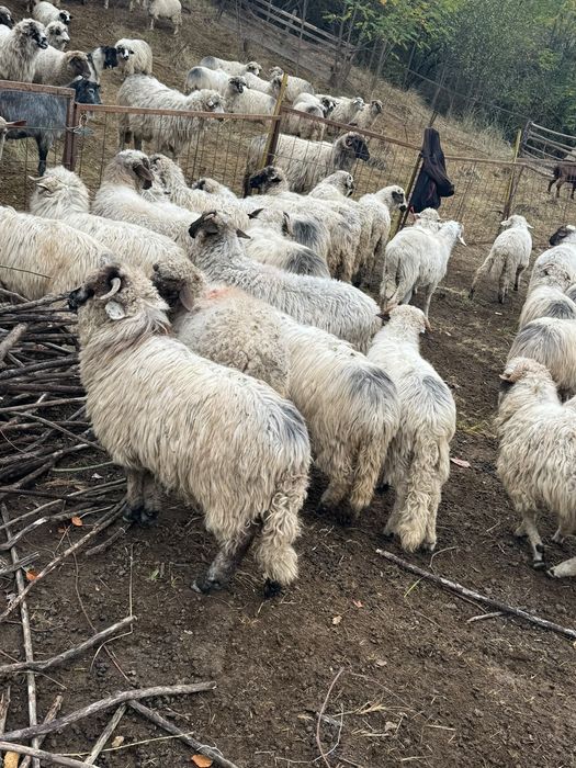 Vând 40 de miei Turcani