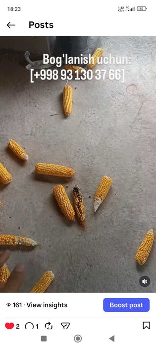 makkajo'xori sotiladi