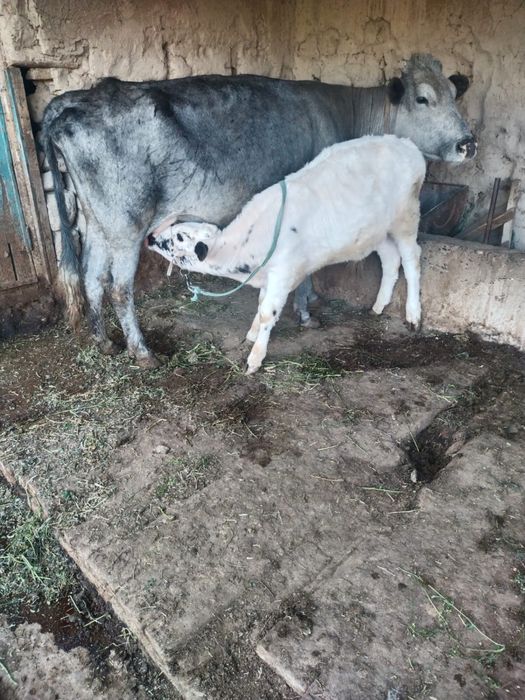 Сүтті Бұзаулы Сиыр