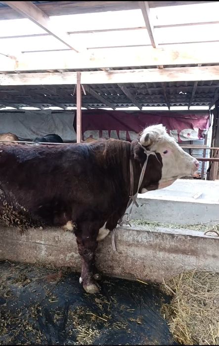 Продам быка откорма