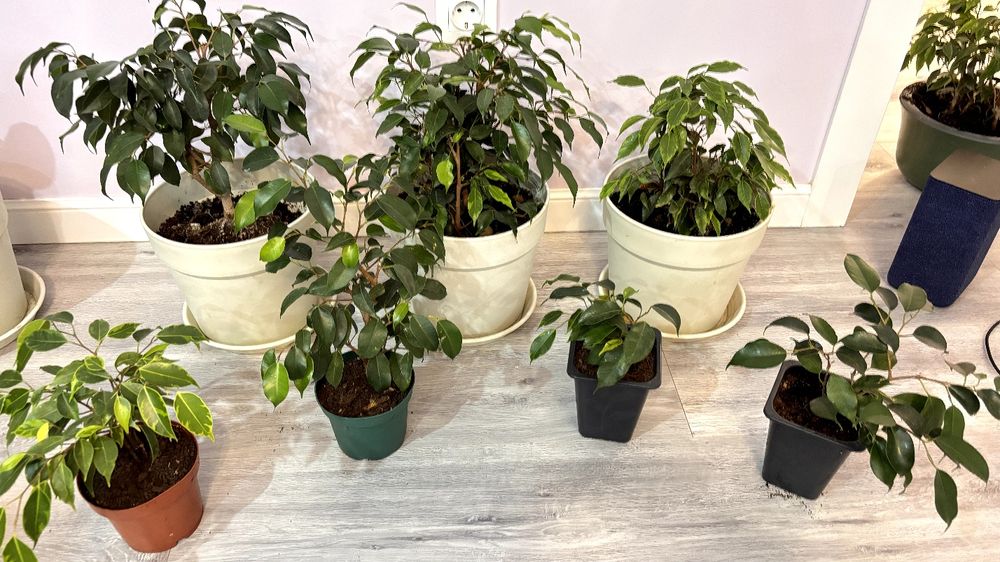 Продаем комнатные цветы по выгодной цене!